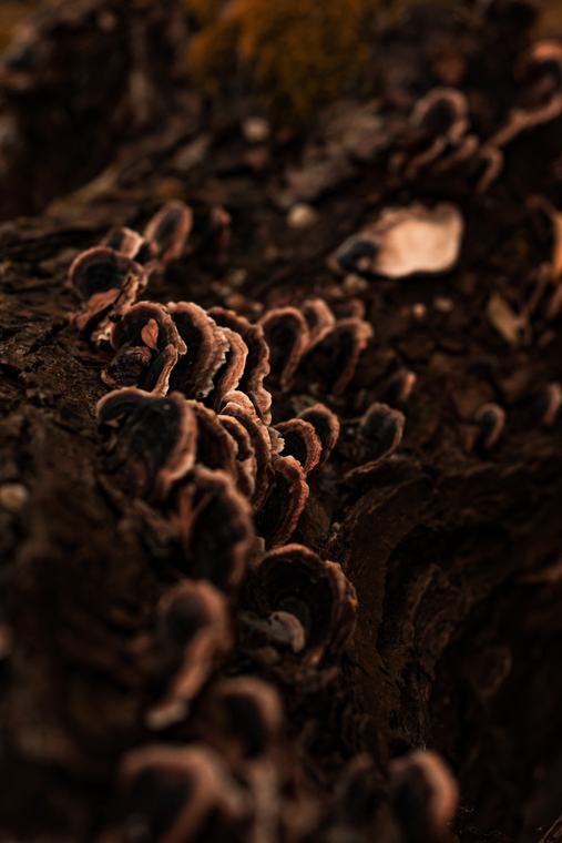 Bracket fungus, stacked up
