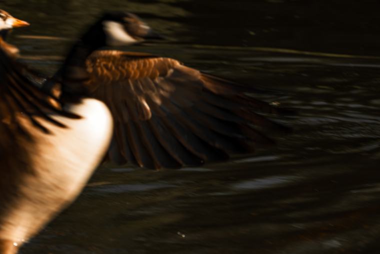 Low over the water, panned