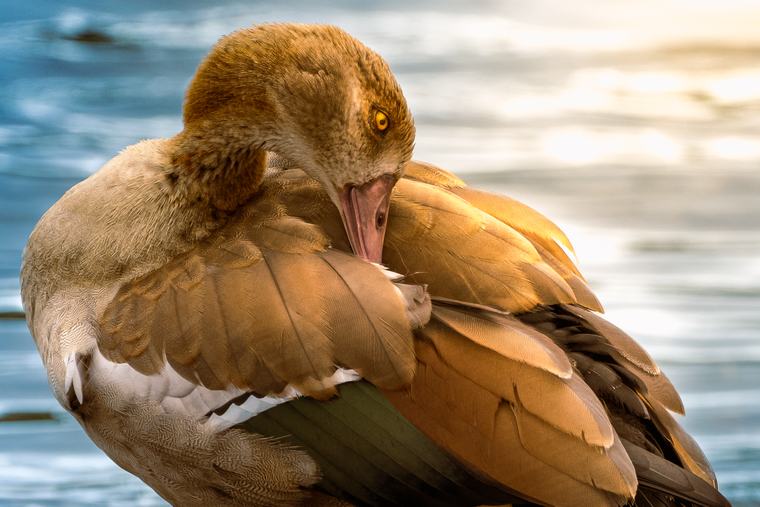 Preening, gold light off the water