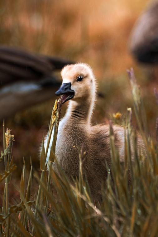 A gosling in the grass
