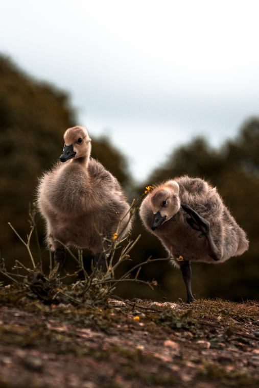 Two goslings, one looking up