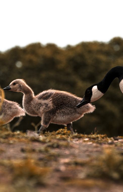 Up on the ridge with a parent