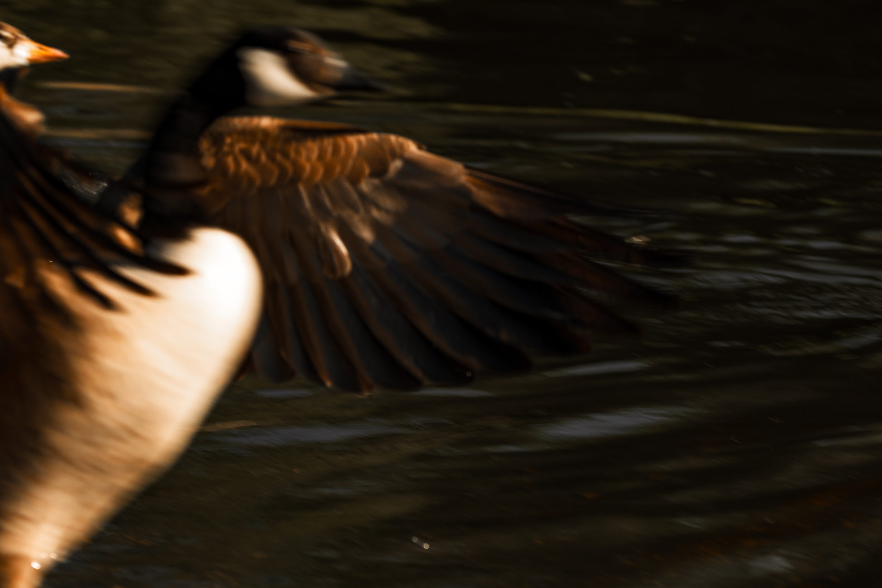 Low over the water, panned