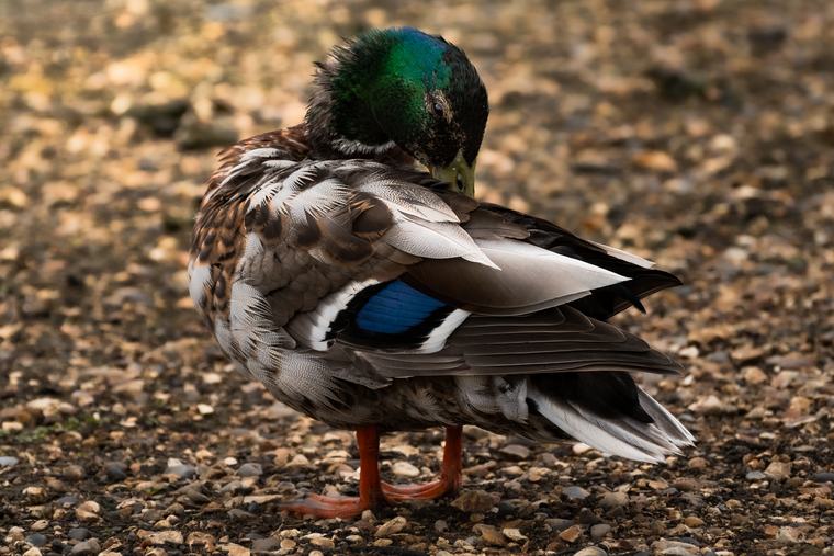 A mallard on the shingle