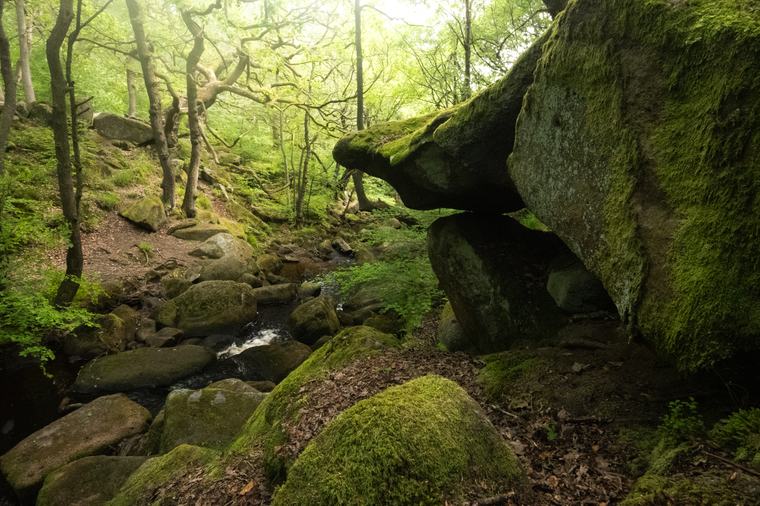 Moss on everything