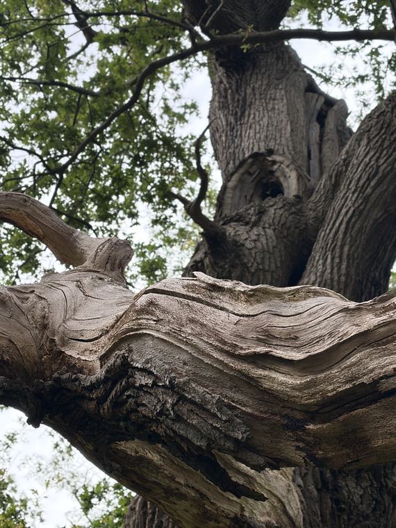 An old tree, from underneath