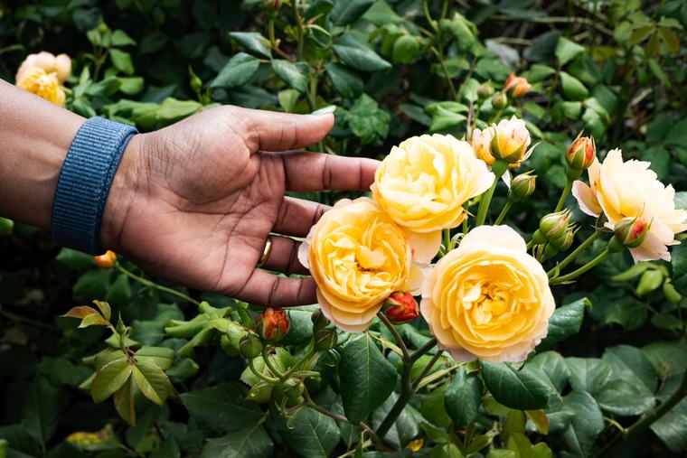 Roses, taken in a hand