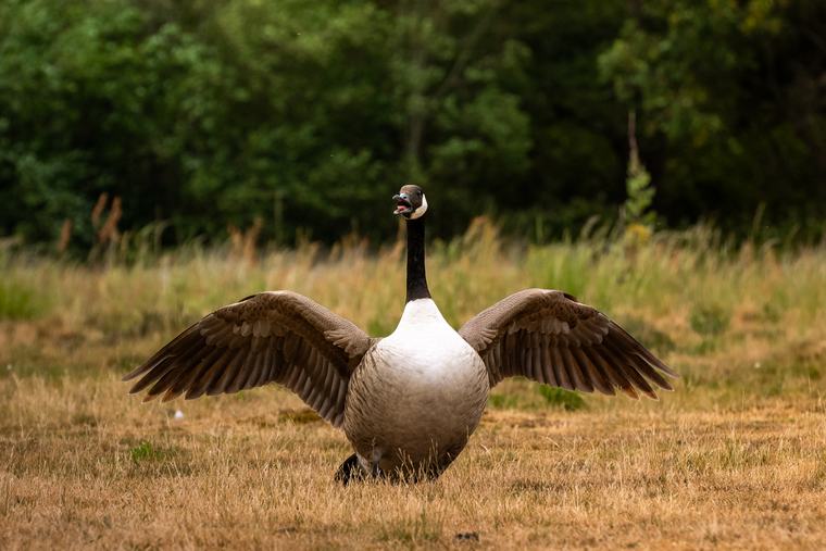 Wings open, standing its ground