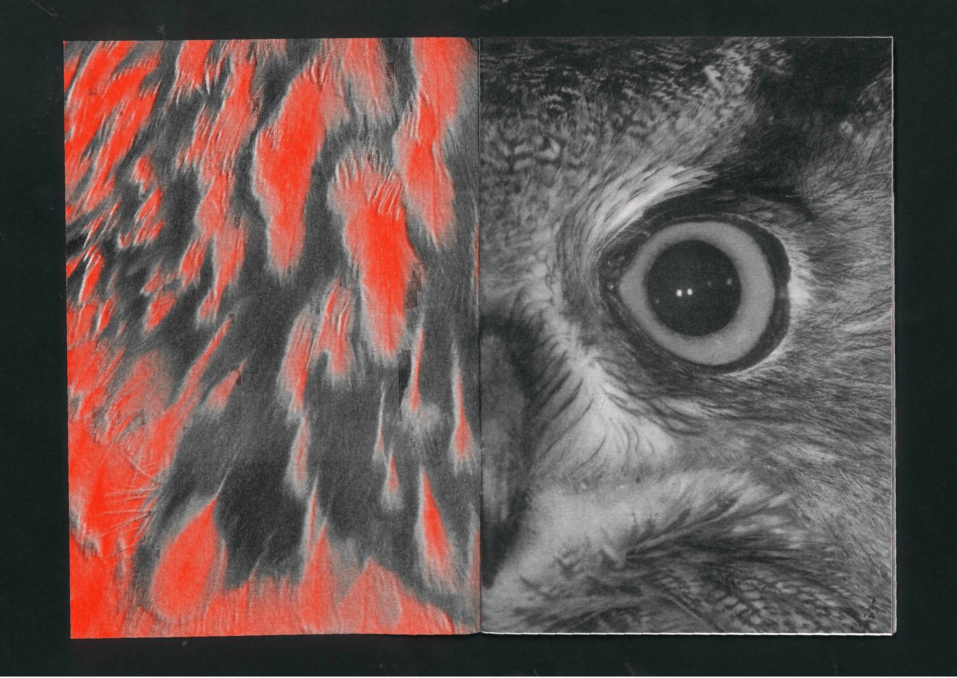 Fig. 03 — Plumage and eye