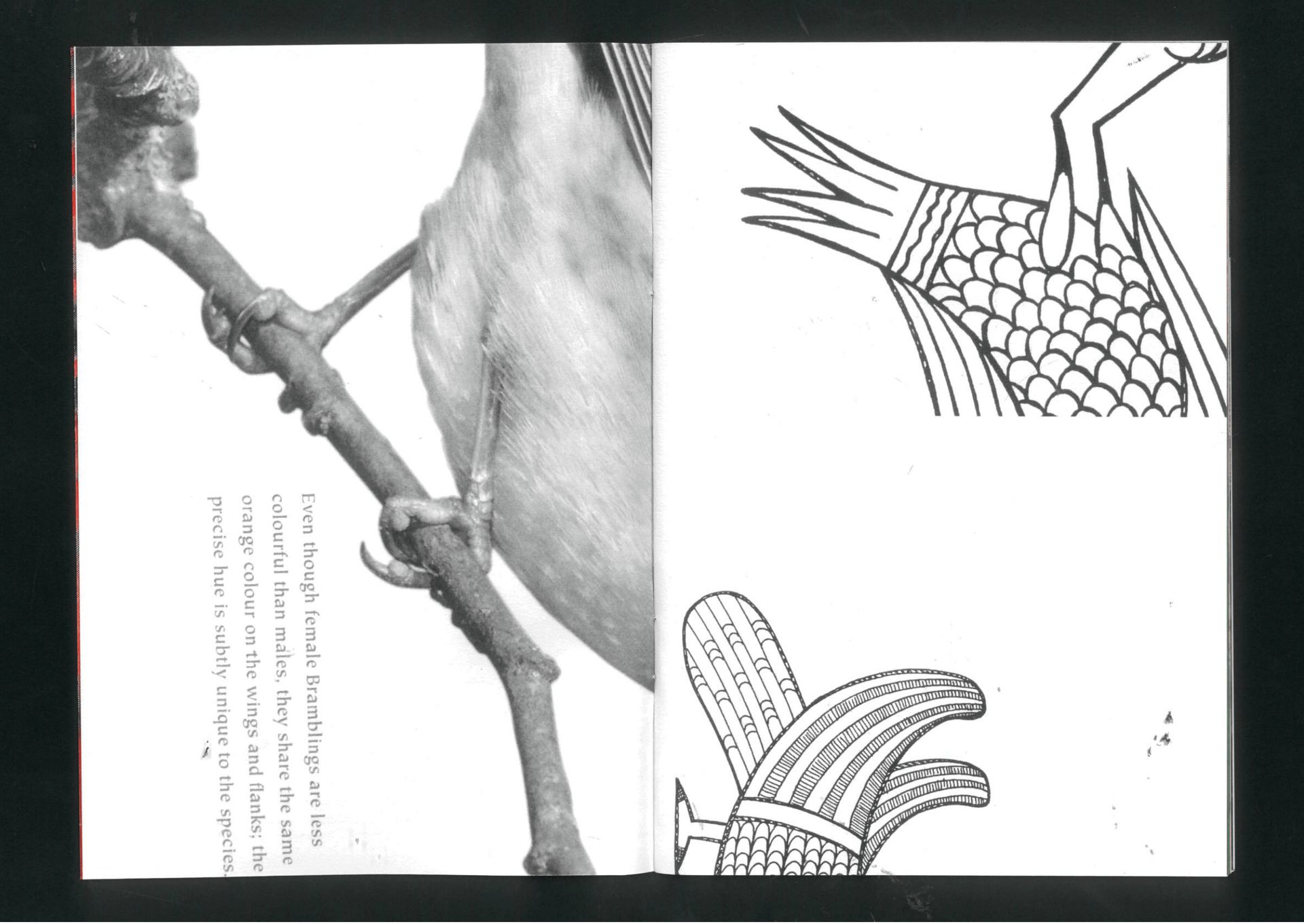 Fig. 04 — Brambling, with traced plate