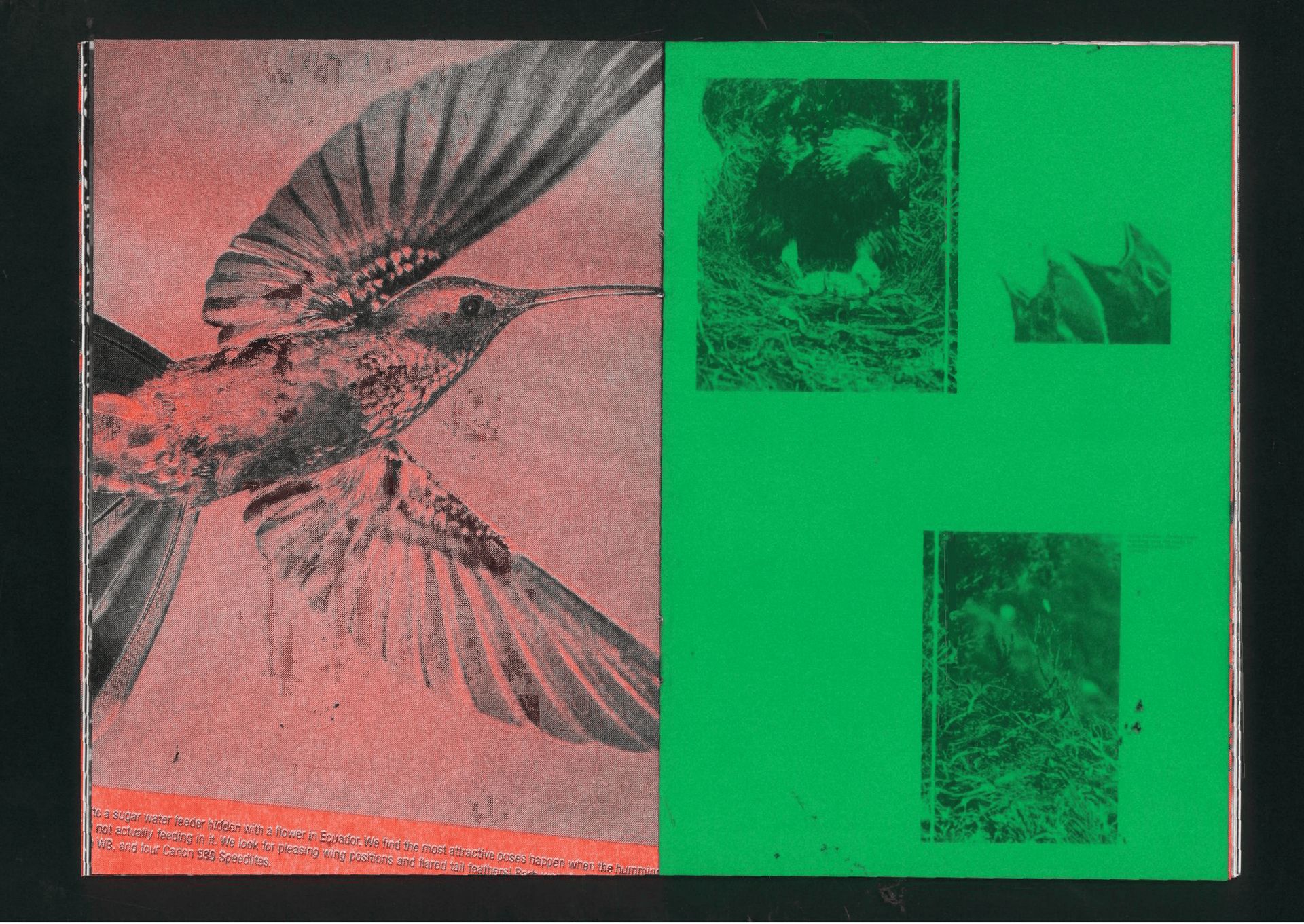 Fig. 07 — Hummingbird against flood green