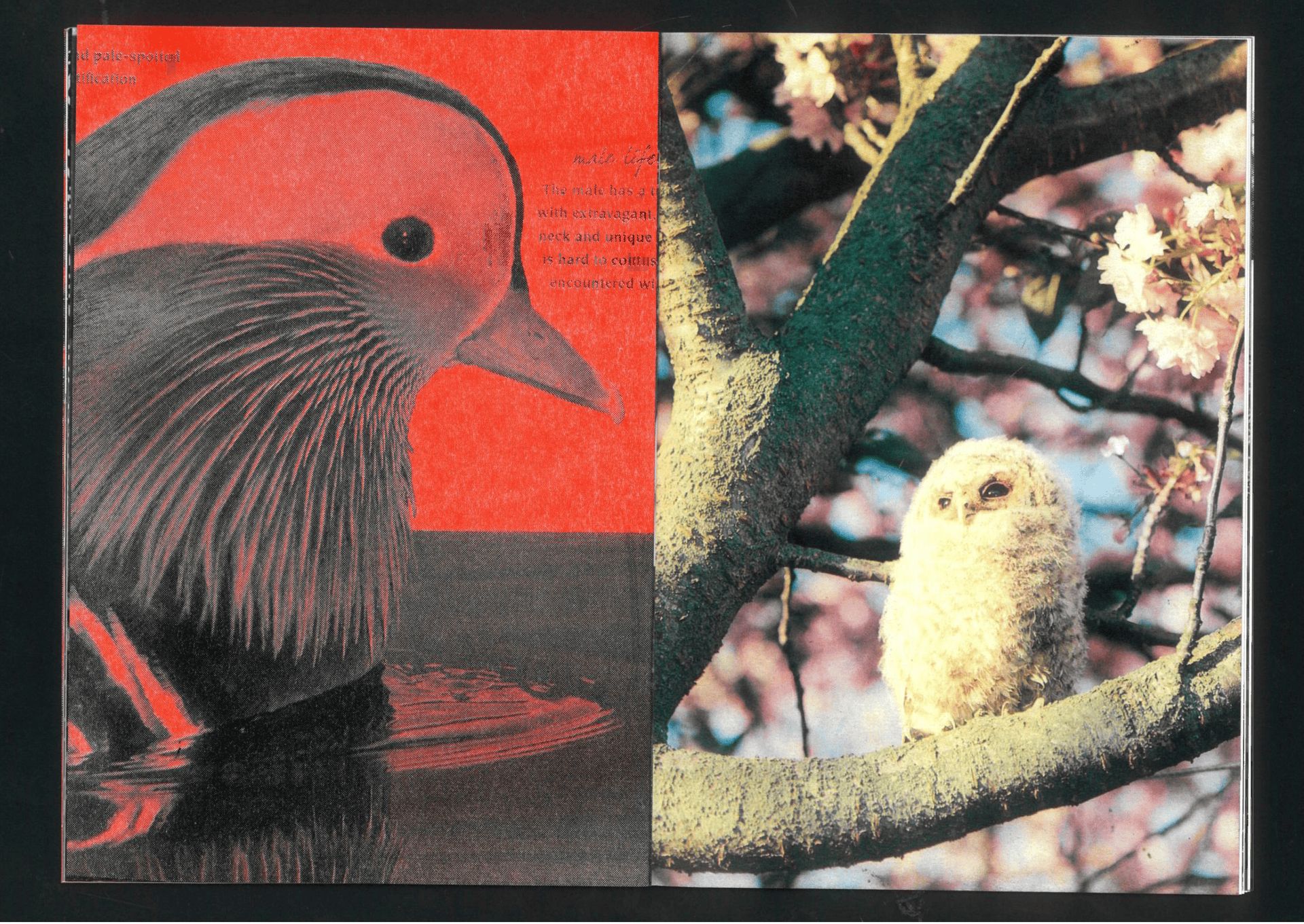 Fig. 09 — Mandarin duck, two-ink misregister