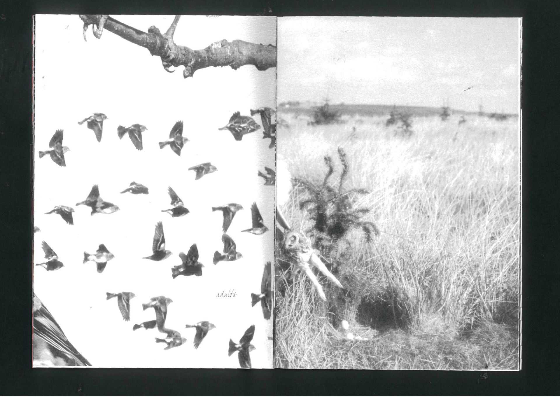 Fig. 10 — Closing spread: the flock, the field
