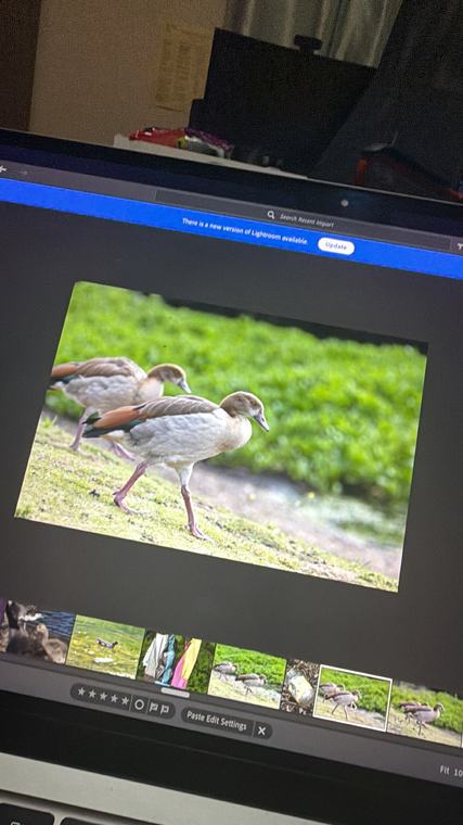 Grading the goose
