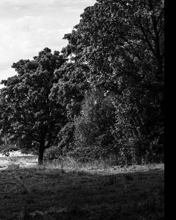 Trees, black and white