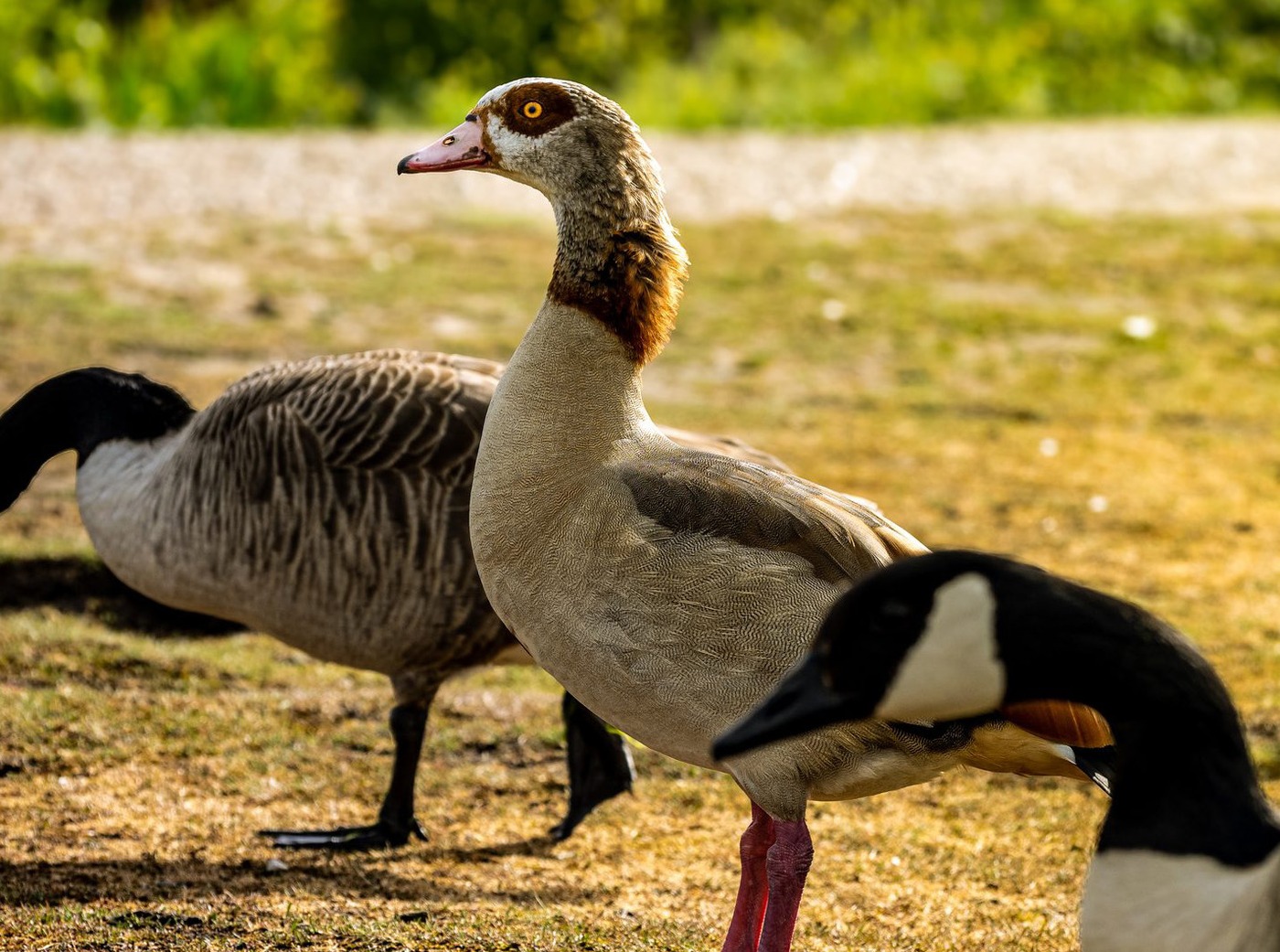Two geese, one turning