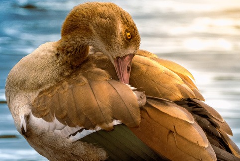 A goose preening