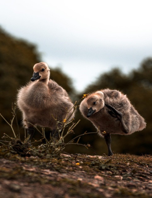 Two goslings